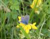 227298 – Photo : Jean PELE – France (49)